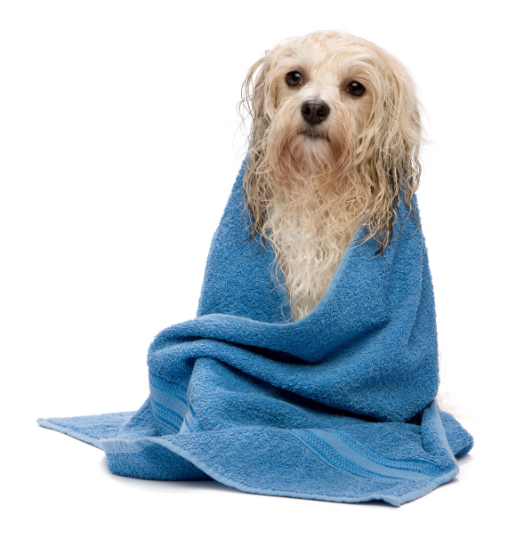 wet spaniel in a towel public domain