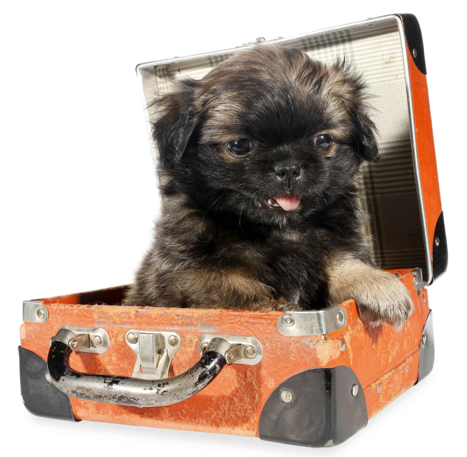 ewok dog in orange suitcase