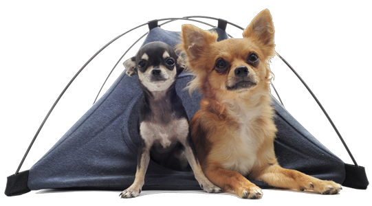 Chihuahuas in a tent