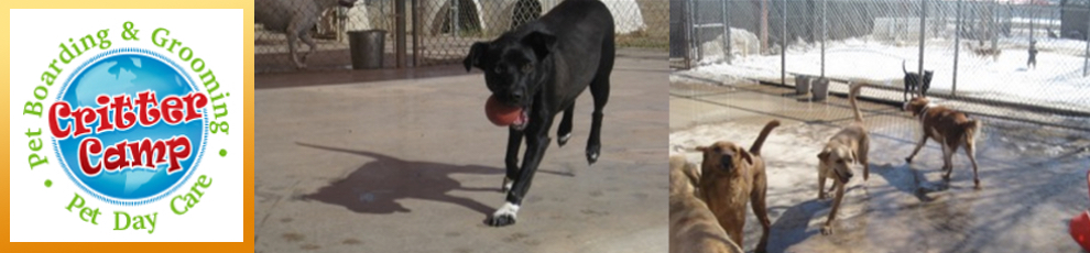 dogs_playing_at_critter_camp_amarillo