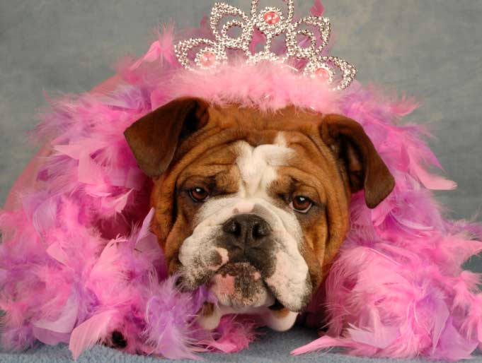 public_domain_bulldog princess