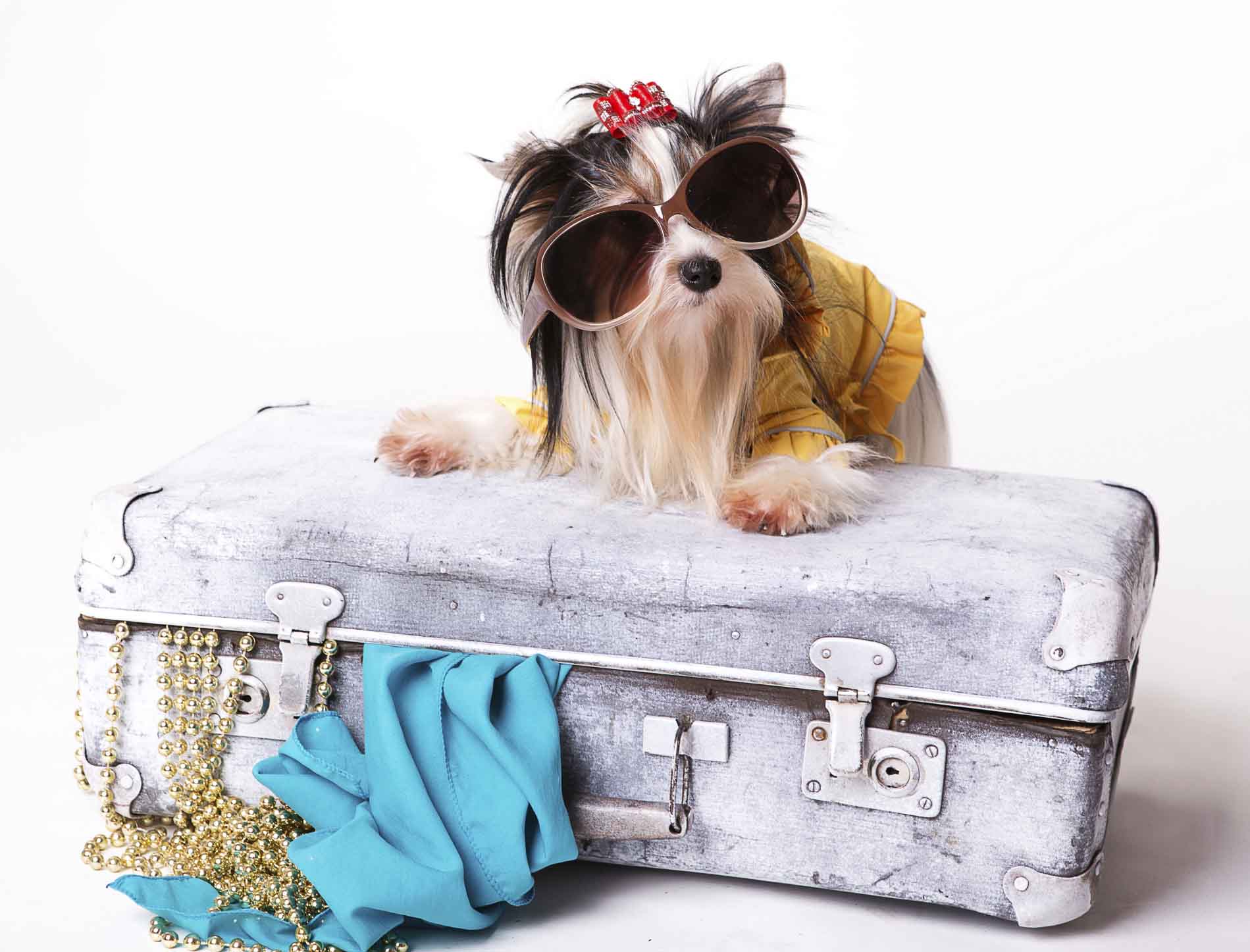 Yorky with a suitcase