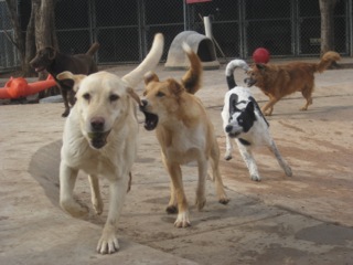 same weight dogs play together at Critter Camp in Amarillo